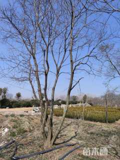 12公分(6杆)丛生朴树