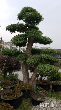 30公分三角枫