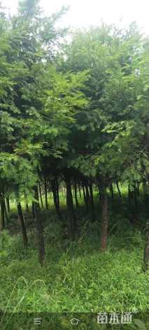 15公分罗汉松