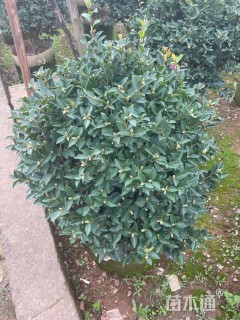 冠幅80厘米茶梅球