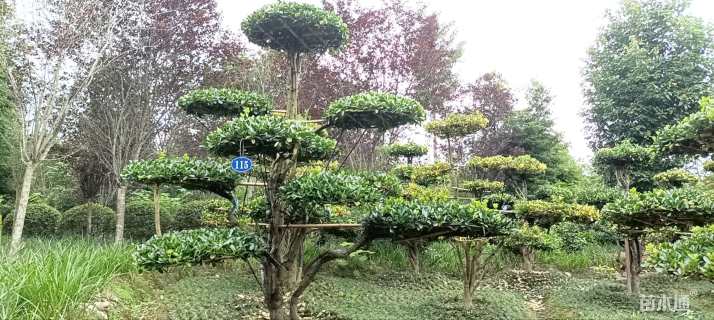 高度280厘米大叶黄杨