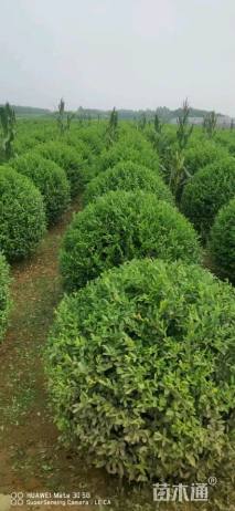 冠幅120厘米水蜡球