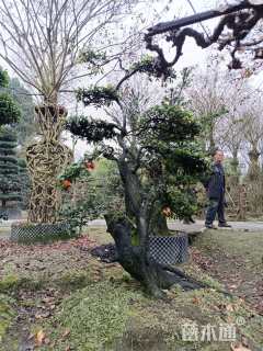 高度200厘米金弹子