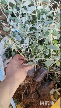 高度40厘米水果兰球