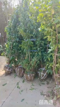 高度480厘米丛生蜡梅