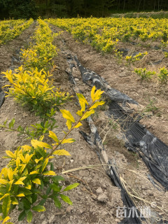 高度1000厘米黄金枸骨