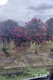 高度120厘米红花紫薇