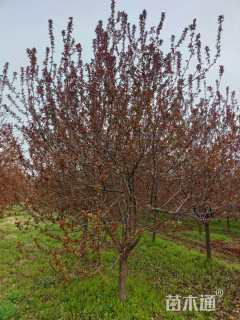 12公分绚丽海棠