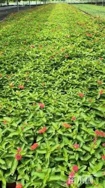 冠幅20厘米五色梅