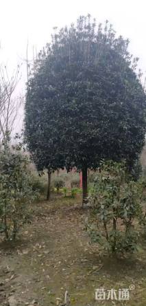 18公分桂花