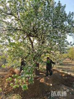 35公分八棱海棠