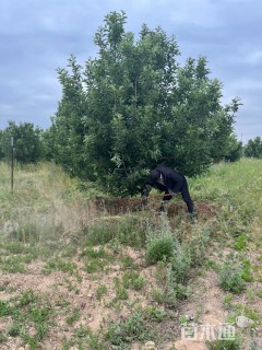 12公分八棱海棠