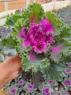 高度15厘米羽衣甘蓝