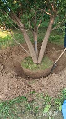 高度500厘米丛生五角枫