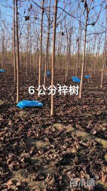 6公分梓树