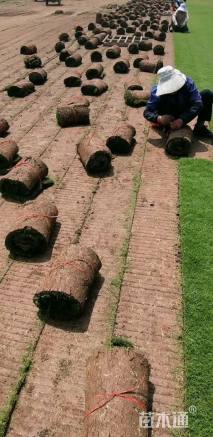 草卷状百慕大草