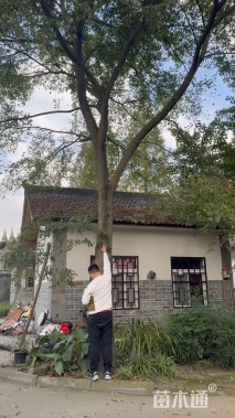 25公分朴树