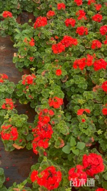 高度20厘米天竺葵