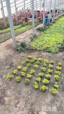 高度20厘米金叶佛甲草