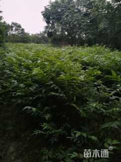 高度80厘米香椿小苗