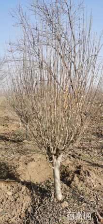 高度300厘米木槿