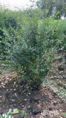 冠幅120厘米小叶女贞球