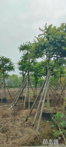 17公分麻楝