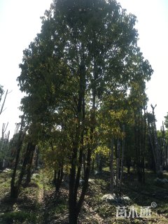 25公分香樟