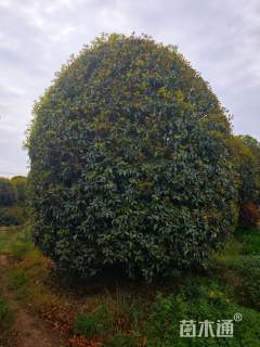 冠幅500厘米桂花球