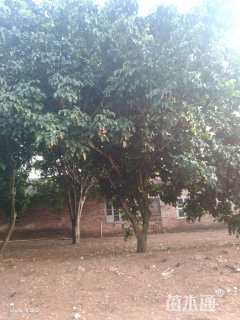 高度500厘米黄皮