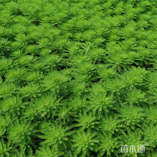 高度20厘米优质狐尾藻