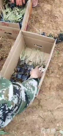 高度25厘米金叶苔草