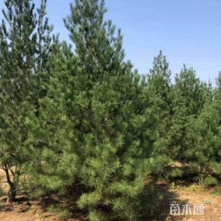 高度120厘米白皮松