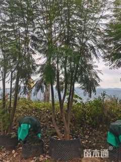 40公分(12杆)丛生蓝花楹
