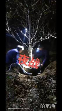 30公分海棠