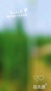 高度120厘米塔柏