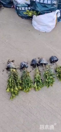 高度30厘米洒金珊瑚