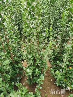 高度180厘米北海道黄杨