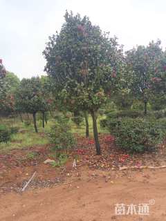 高度260厘米茶花