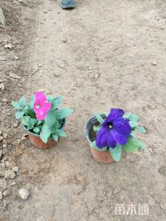 高度10厘米矮牵牛