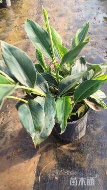 高度35厘米花叶良姜