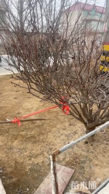 高度300厘米石榴