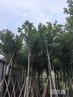 9公分黄花风铃木