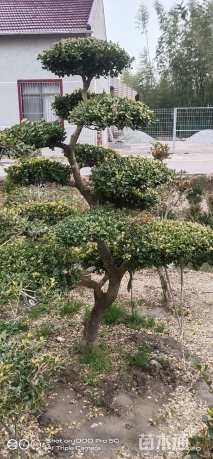 高度100厘米瓜子黄杨