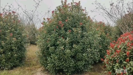高度350厘米丛生红叶石楠