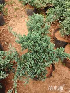 高度20厘米铺地柏