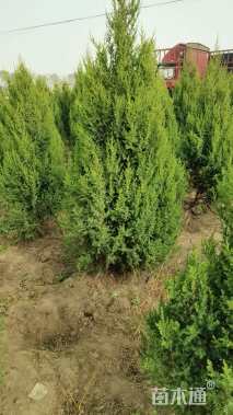 高度150厘米塔柏