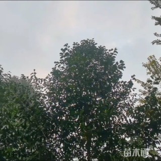 12公分乐昌含笑