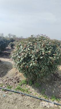 冠幅120厘米红叶石楠球