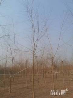 17公分金丝垂柳